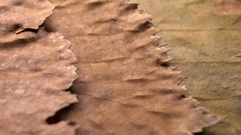 Yellow leaves pattern, Nature background, Sliding camera Video stock 118863710