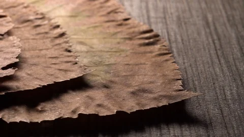 Yellow leaves pattern, Nature background, Sliding camera Stock Footage 118864487