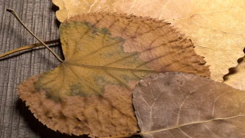 Yellow leaves pattern, Nature background, Sliding camera Stock Footage 118864720