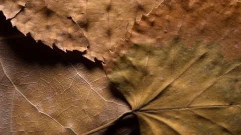 Yellow leaves pattern, Nature background, Sliding camera Stock Footage 118865169