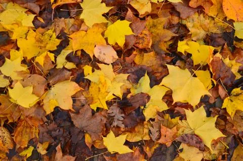 Yellow leaves on a pavement pattern Stock Photos