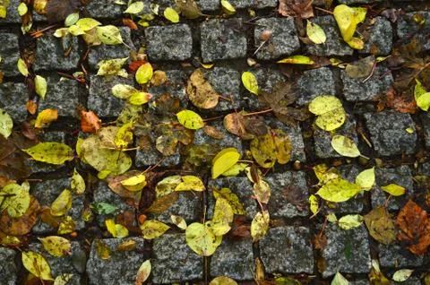 Yellow leaves on a pavement pattern Stock Photos