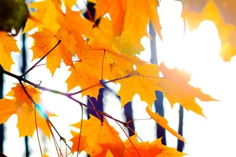 Yellow leaves Stock Photos