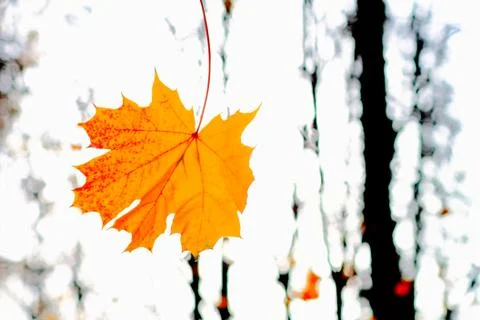 Yellow leaves Stock Photos