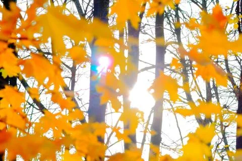 Yellow leaves Stock Photos