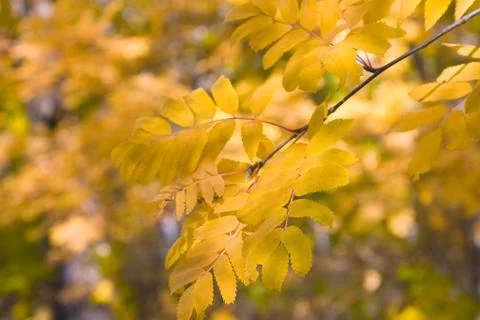 Yellow leaves Foto stock