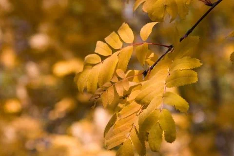 Yellow leaves Photos