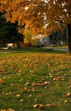 Yellow leaves Stock Photos