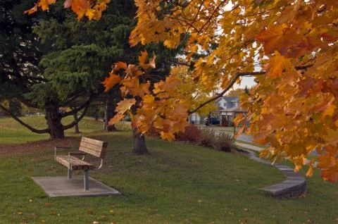 Yellow leaves Stock Photos