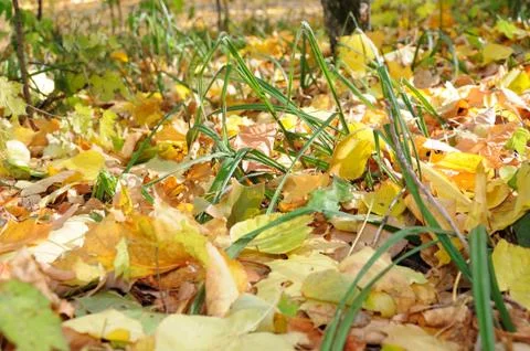 Yellow leaves Stock Photos