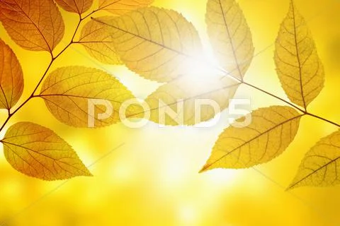 Yellow leaves Stock Photos