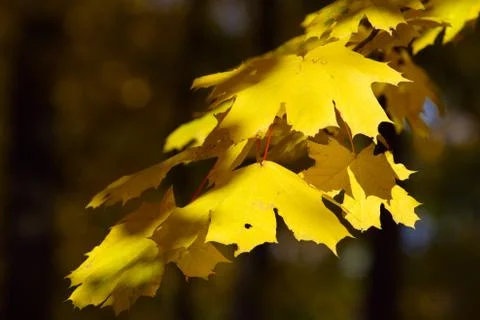 Yellow leaves Stock Photos
