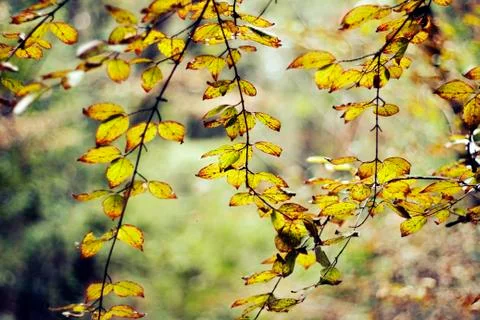 Yellow leaves Stock Photos