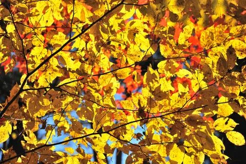 Yellow leaves Stock-Fotos