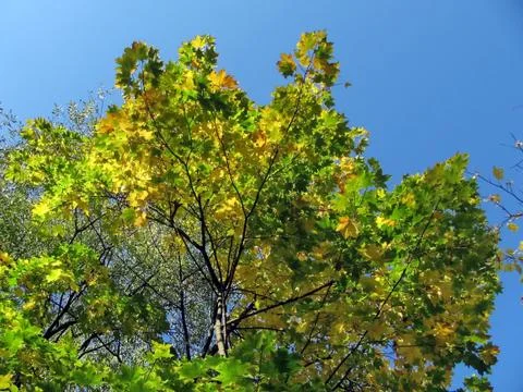 Yellow leaves Stock Photos