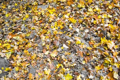 Yellow leaves Stock Photos