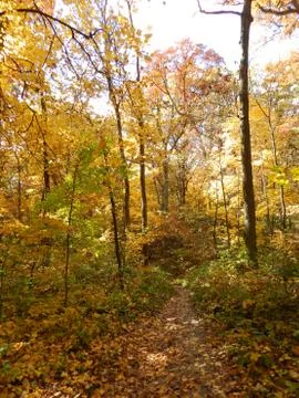 The Yellow Leaves Stock Photos