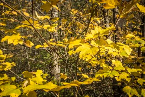 Yellow leaves on the Stock Photos