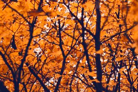Yellow leaves Photos