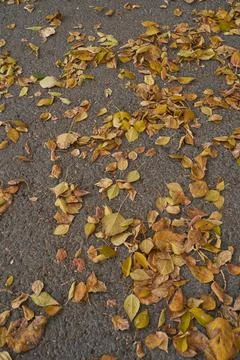 Yellow leaves Stock Photos
