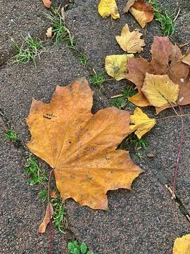 Yellow leaves Stock Photos