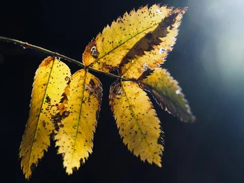 Yellow leaves Stock Photos