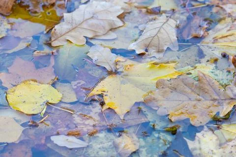 Yellow leaves in a puddle Stock Photos