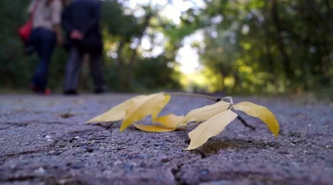 Yellow leaves on the road Stock Footage 42466312