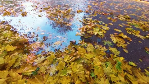 Yellow leaves on the road Stock Footage 162982024