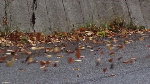 Yellow leaves rolled by the wind, on a sloping street in a gloomy autumn  Stock Footage 59757266