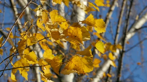 Yellow leaves rustle close-up Stock Footage 146840346