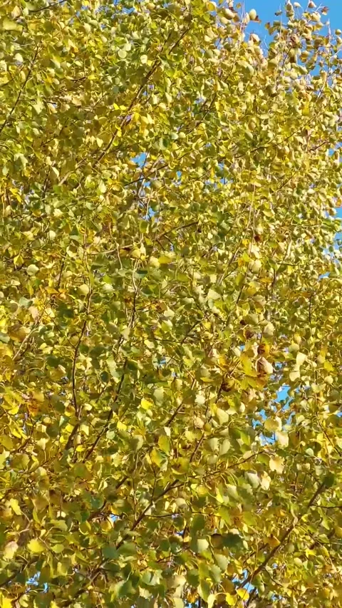 Yellow Leaves Rustling In The Wind Stock Footage 256312015