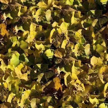 Yellow leaves seamless pattern Stock Photos