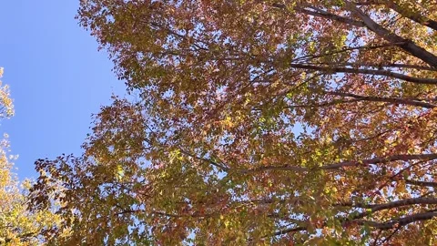 Yellow Leaves Side Shot Stock Footage 245323971