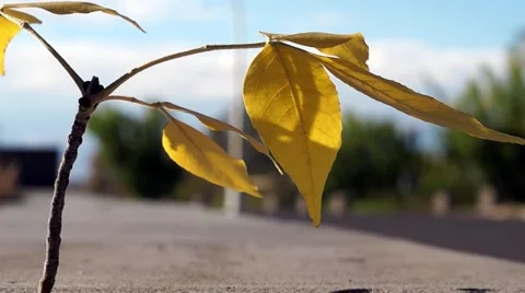 Yellow leaves with sky background Stock Footage 42522641