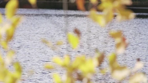 Yellow leaves in slow mo Video stock 100137706