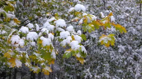 Yellow leaves with Snow Stock Footage 55724203