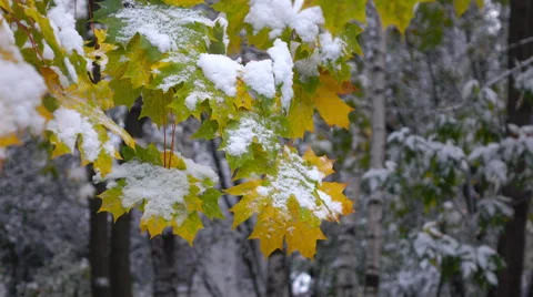 Yellow leaves with Snow Stock Footage 55768868