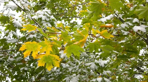 Yellow leaves with Snow Stock Footage 55778892