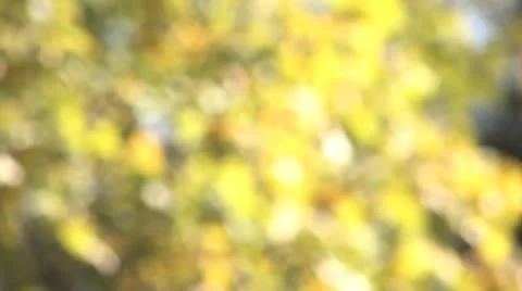 Yellow Leaves Soft Focus 1 動画素材 10894791