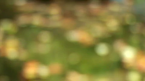 Yellow leaves on the surface Видео 526043