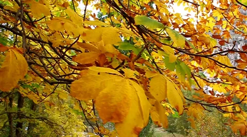 Yellow leaves swaying in the tree, close up Stock Footage 36735457