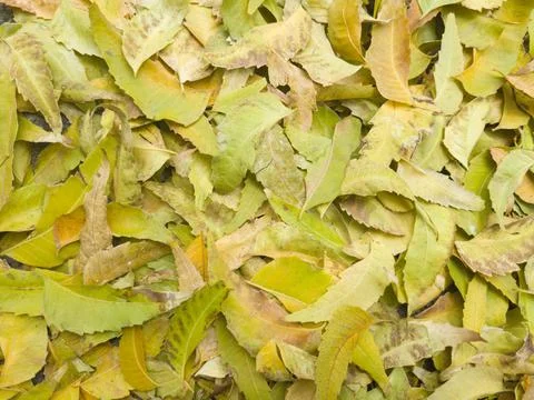 Yellow Leaves Texture for Background Stock Photos