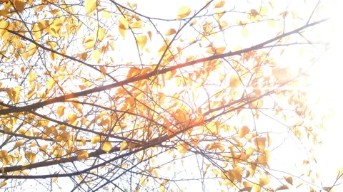Yellow Leaves Through The Rays Of The Sun Vídeo Stock 103814642