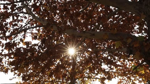 Yellow leaves on the tree 1 Stock Footage 325853484