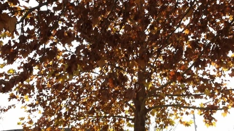 Yellow leaves on the tree 2 Stock Footage 325853483