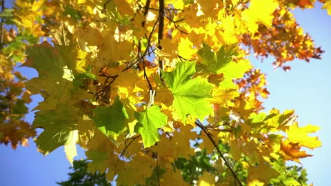 Yellow leaves on the tree 4 Stock Footage 140457039