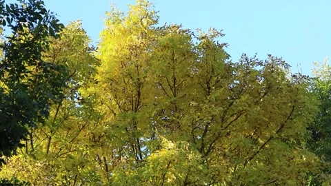 Yellow leaves on tree in autumn Stock Footage 244257567