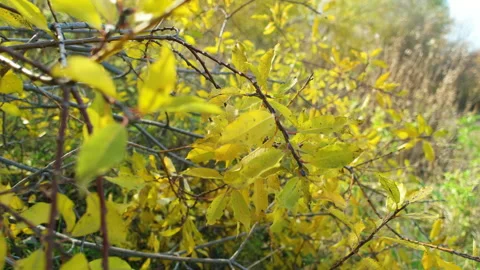Yellow leaves on a tree branch. Closeup video. Media. Large yellowed leaves hang Stock Footage 141491817
