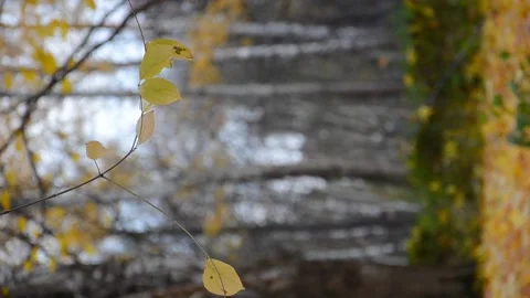 Yellow leaves in tree branches on the background of autumn park. Stock Footage 163921959